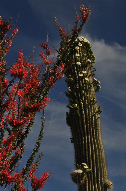 blooming saguaros and occotillo